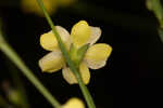 Florida yellow flax